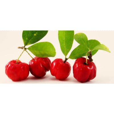 Acerola - Malpighia Glabra - LEGBA