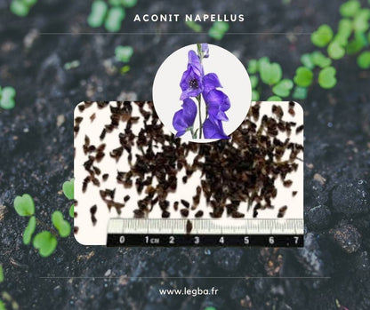 Graines d'aconit napel (Aconitum napellus), semences de collection LEGBA