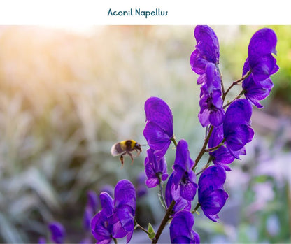 Aconit napel (Aconitum napellus), épi de fleurs bleu sombre en casque, plante mortelle