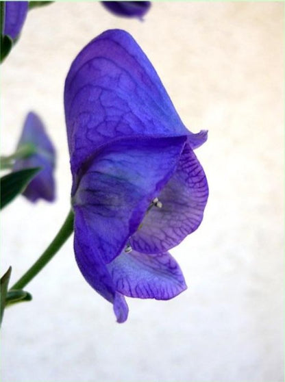 Aconit napellus, épi de fleurs bleu sombre en forme de casque, plante mortelle