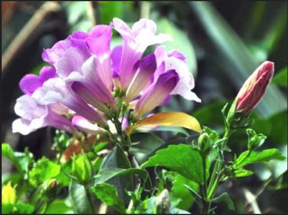 Ajo sacha (Mansoa alliacea), liane à fleurs en trompette violettes qui pâlissent
