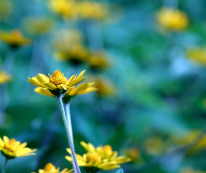 Graines d'arnica des montagnes (Arnica montana), semences LEGBA
