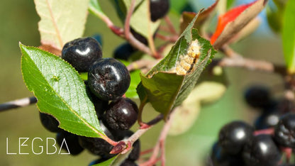 Aronia melanocarpa, grappes de baies noires brillantes sur arbuste fruitier