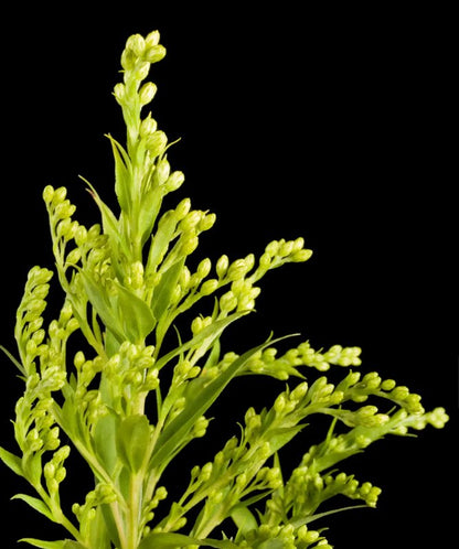 Absinthe (Artemisia absinthium), feuillage gris argenté finement découpé