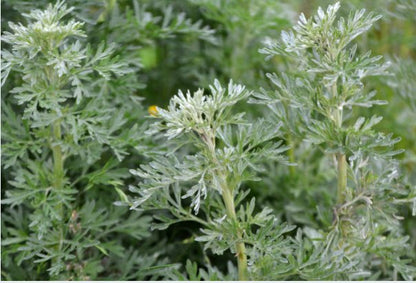 Plante d'absinthe en touffe, vivace argentée du Haut-Doubs et du Jura