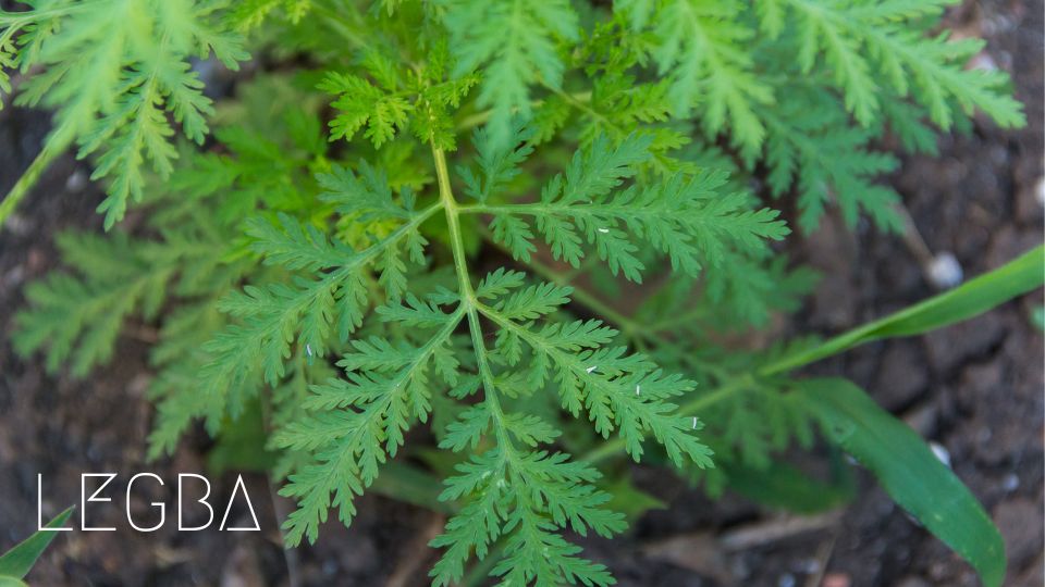 Artemisia Annua : L'Herbe aux Vertus Antiques - LEGBA