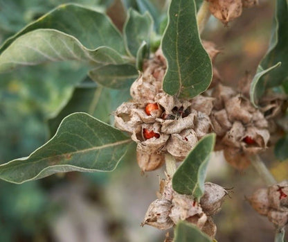 Ashwagandha (Withania somnifera), baies rouges dans un calice papyracé
