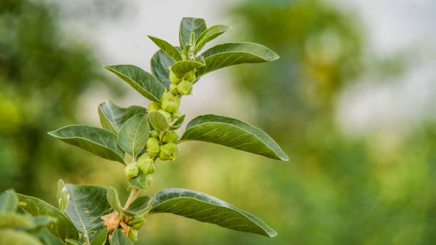 Ashwagandha - Withania somnifera - Graines - LEGBA