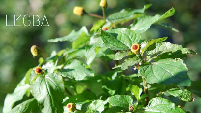 Brède mafane (Acmella oleracea), boutons floraux jaunes à œil rouge sombre