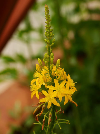 Bulbine frutescens en fleur, succulente sud-africaine couvre-sol