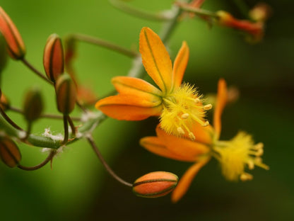 Bulbine frutescens, touffe de feuilles cylindriques et hampes de fleurs jaune orangé