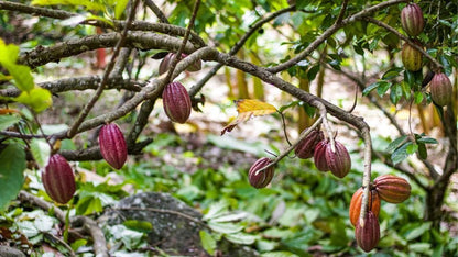 Plant de cacaoyer cultivé en pot, arbre de sous-bois à l'ombre