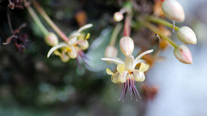 Cacaoyer (Theobroma cacao), jeune plant à grandes feuilles tropicales