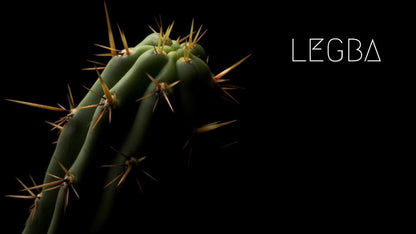 Trichocereus pachanoi, cactus colonnaire utilisé comme porte-greffe en horticulture