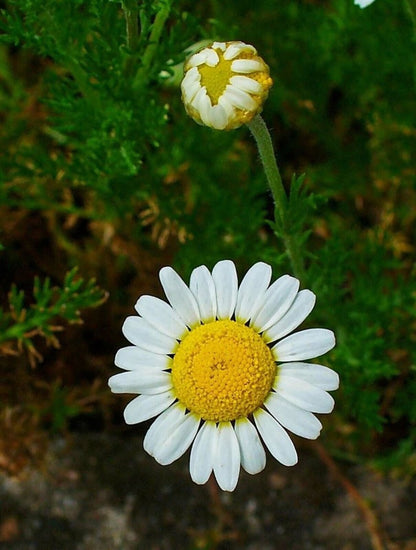 Camomille romaine (Chamaemelum nobile), capitules blancs à cœur jaune et feuillage découpé