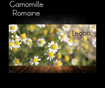 Graines de camomille romaine (Chamaemelum nobile), semences LEGBA
