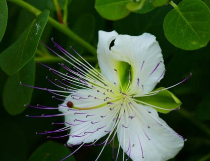 Câprier (Capparis spinosa), fleur blanche à longues étamines violettes