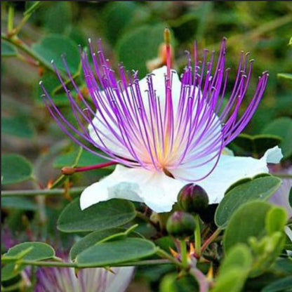 Plant de câprier méditerranéen, rameaux étalés et boutons floraux, les câpres