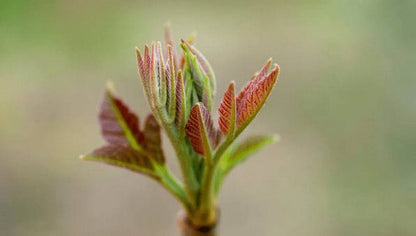 Cedrela sinensis, jeunes pousses roses au débourrement printanier