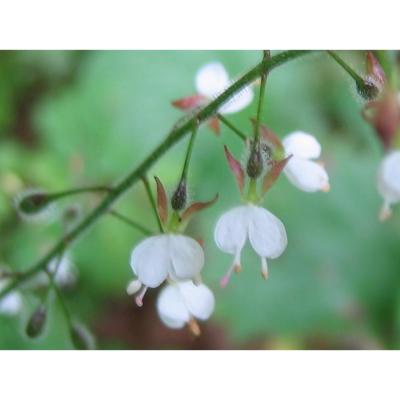 Circée de Paris (Circaea lutetiana), petites fleurs blanches à deux pétales échancrés