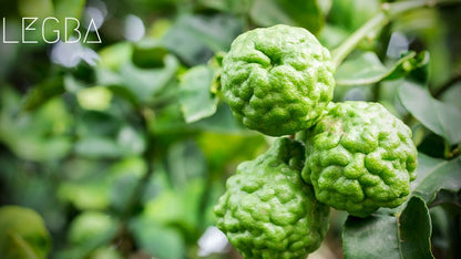 Combava (Citrus hystrix), feuilles doubles très aromatiques de l'agrume thaï