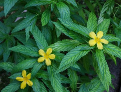 Damiana : Découvrez les Secrets de la Turnera diffusa avec LEGBA - LEGBA