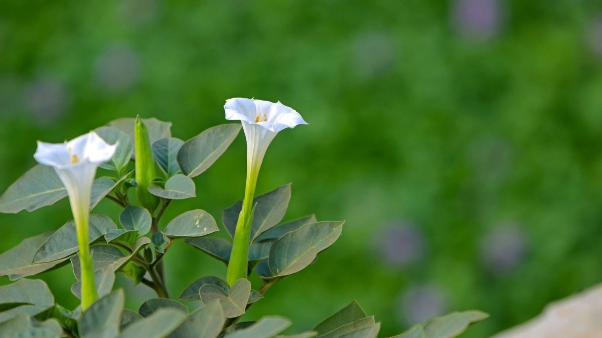 Datura Inoxia - Graines - LEGBA