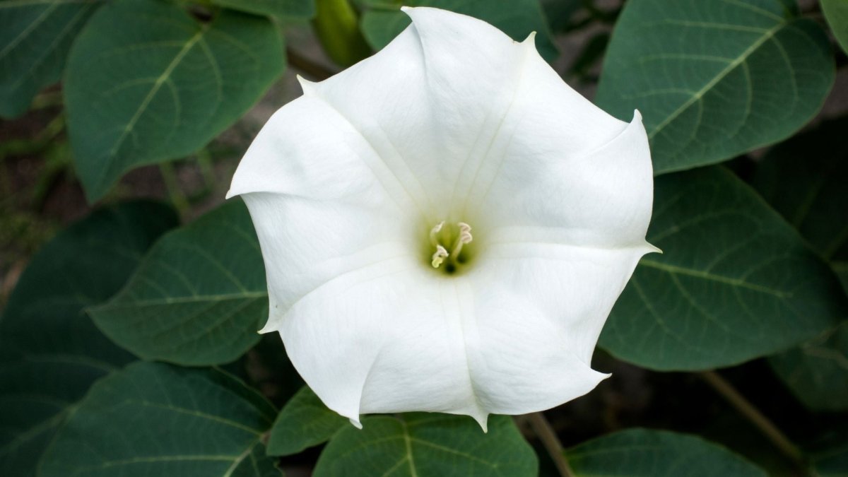 Datura Inoxia - Graines - LEGBA