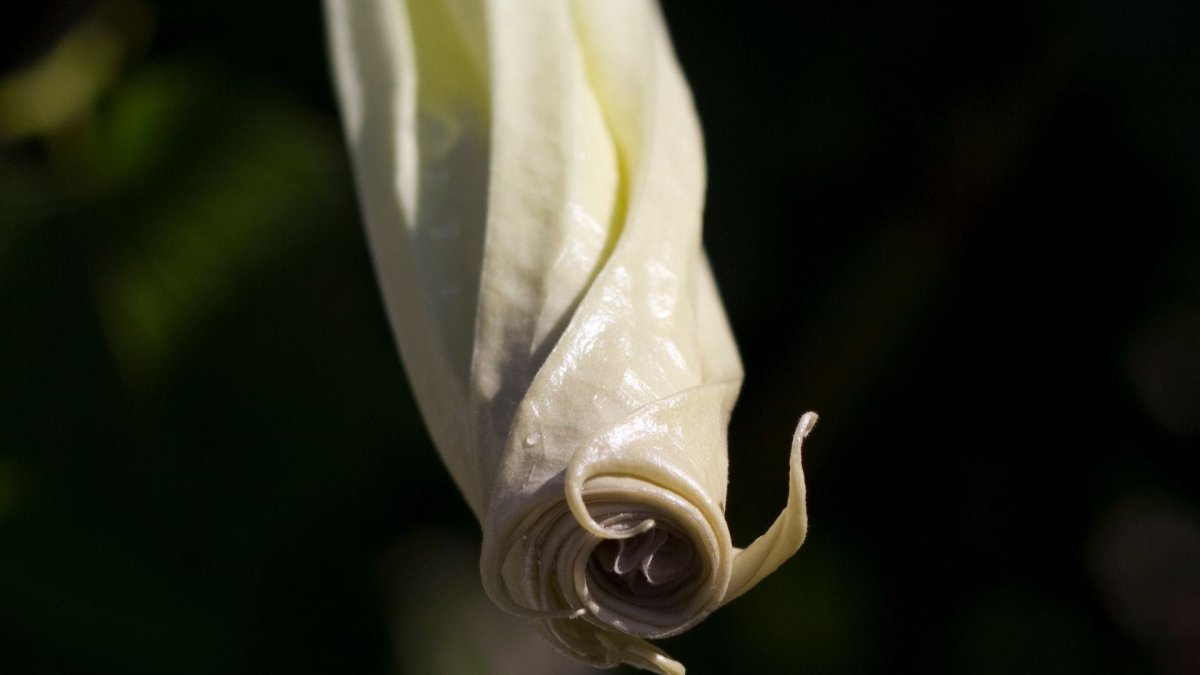 Datura Inoxia - Graines - LEGBA