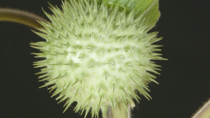 Datura innoxia, longue fleur blanche en trompette et feuillage duveteux gris-vert, plante toxique