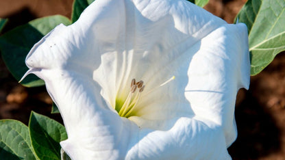 Datura stramoine (Datura stramonium), fleur blanche dressée et capsule épineuse, plante toxique