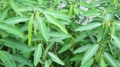Graines de la plante qui danse (Codariocalyx motorius), semences de collection LEGBA