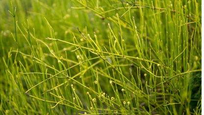 Graines d'éphédra (Ephedra sinica), semences de collection LEGBA