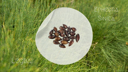Éphédra (Ephedra sinica), tiges vertes articulées presque sans feuilles