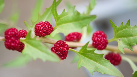 Epinard fraise - graines - LEGBA