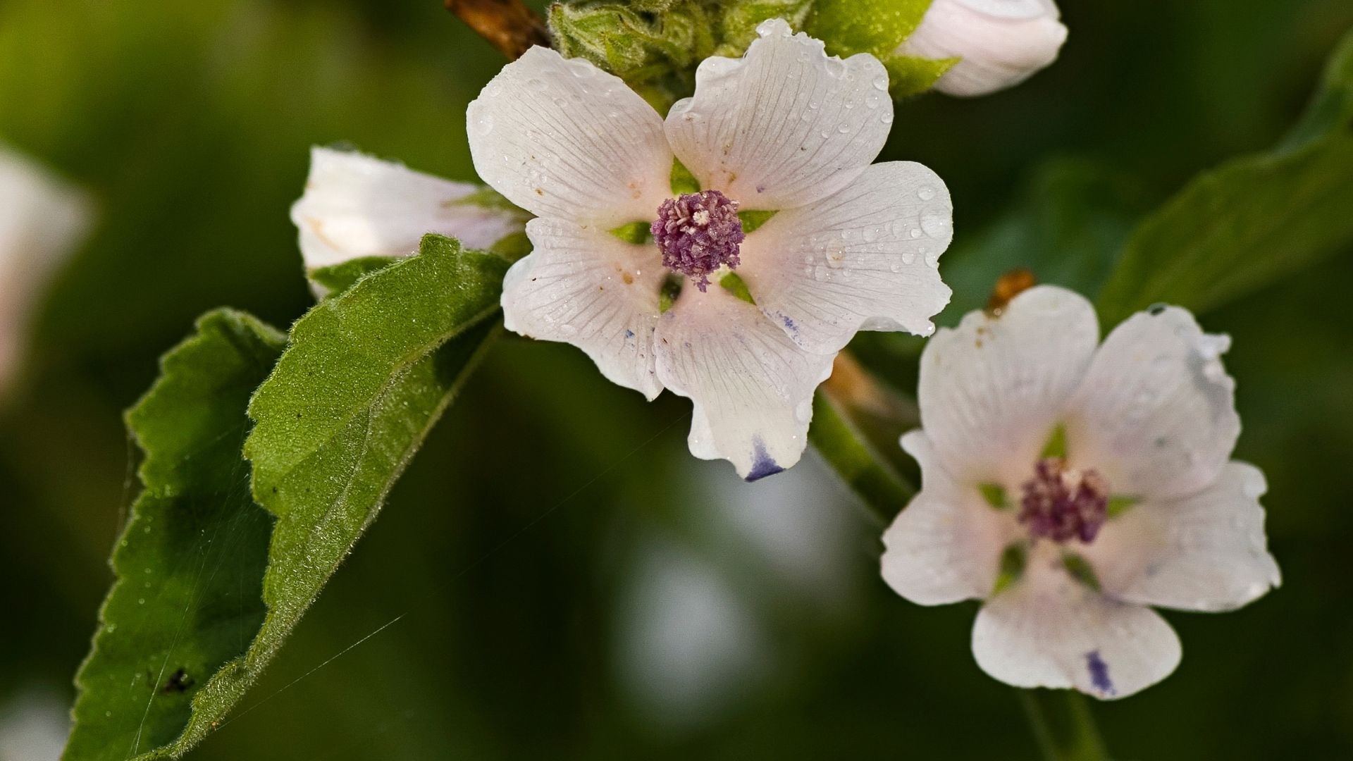 Fleur de Guimauve délicate et translucide, avec des gouttes de rosée déposées sur ses pétales blancs immaculés et le centre pourpre, entourée de feuilles vert vif, illustrant la fraîcheur matinale et la grâce naturelle de la plante.