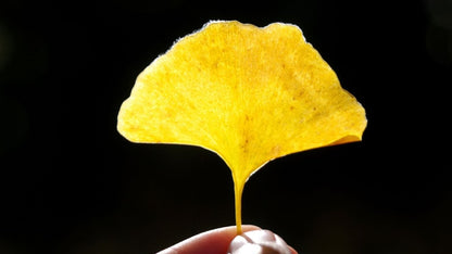 Graines de Ginkgo biloba nettoyées, semences LEGBA