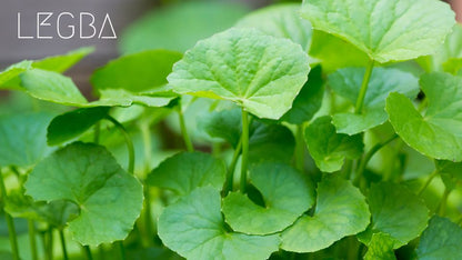 Gotu Kola (Centella asiatica), tapis de feuilles rondes en éventail