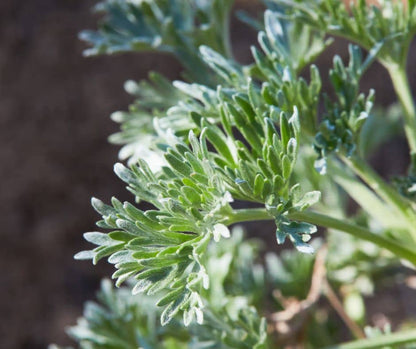 Graines d'absinthe (Artemisia absinthium), semences LEGBA