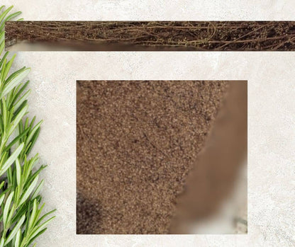 Absinthe (Artemisia absinthium), feuillage gris argenté finement découpé
