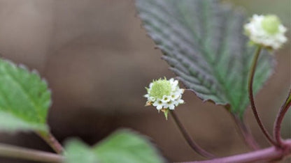 Lippia dulcis, plante traçante à floraison blanche continue