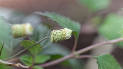 Herbe à sucre aztèque (Phyla dulcis), plante rampante à petits épis blancs