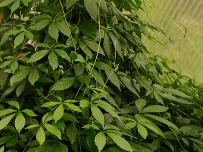 Jiaogulan (Gynostemma pentaphyllum), feuille à cinq folioles dentées en éventail