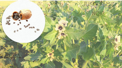 Jusquiame noire (Hyoscyamus niger), fleurs jaune sale veinées de pourpre, plante toxique