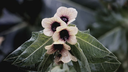 Graines de jusquiame noire (Hyoscyamus niger), semences de collection LEGBA