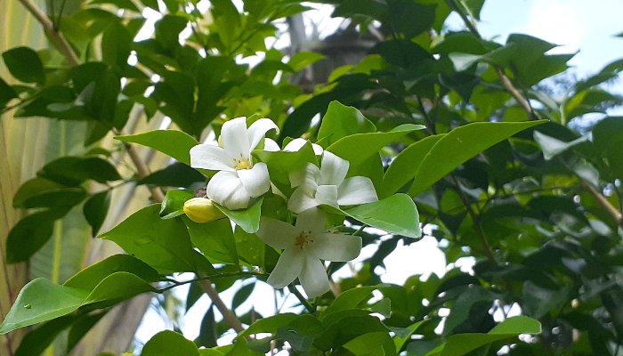 Kaloupilé de LEGBA : Un Trésor Aromatique pour Votre Jardin et Cuisine - LEGBA