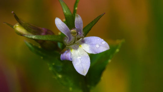 lobelia inflata - LEGBA