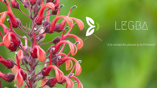 Lobelia tupa graines - LEGBA