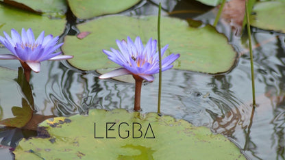 Lotus bleu (Nymphaea caerulea), nénuphar tropical à fleur bleue étoilée