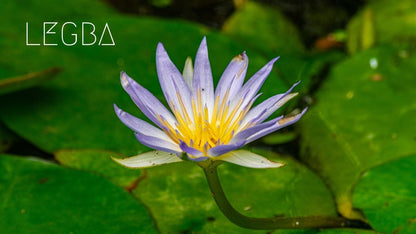 Fleur de Nymphaea caerulea ouverte à la surface de l'eau